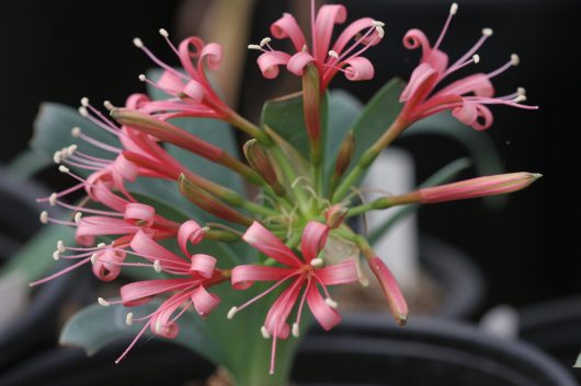 Ammocharis coranica