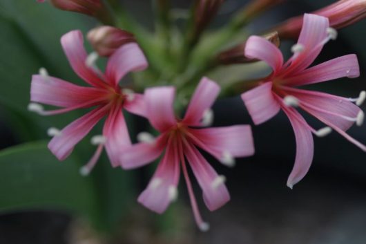 Ammocharis coranica  -deep pink