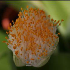 Haemanthus albiflos