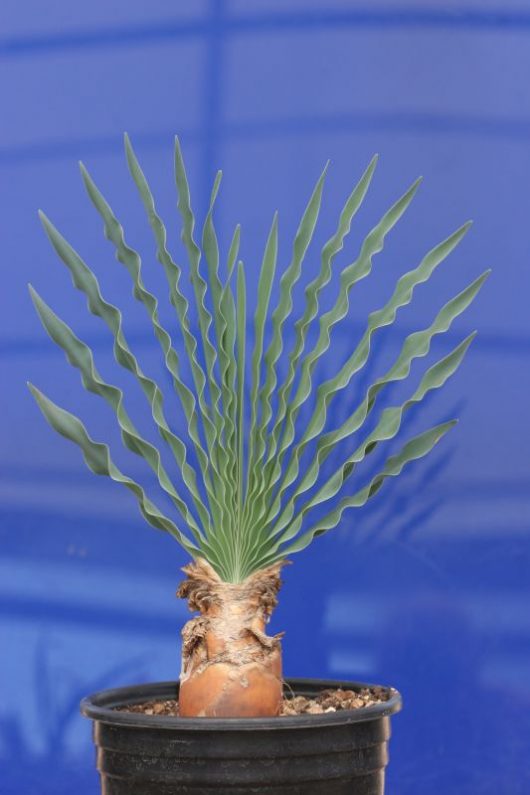 Boophone disticha