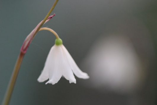 Acis autumnalis