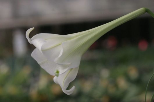 Lilium formosanum