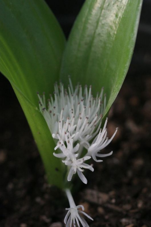 Massonia inaequalis