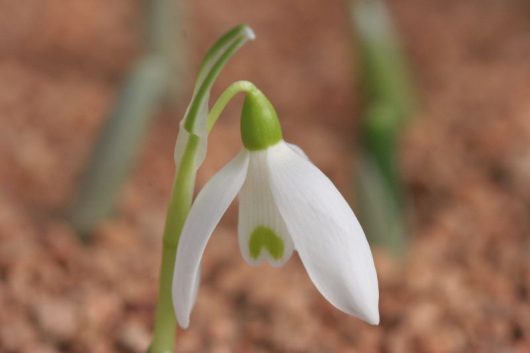 Galanthus elwesii