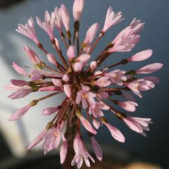 Haemanthus carneus