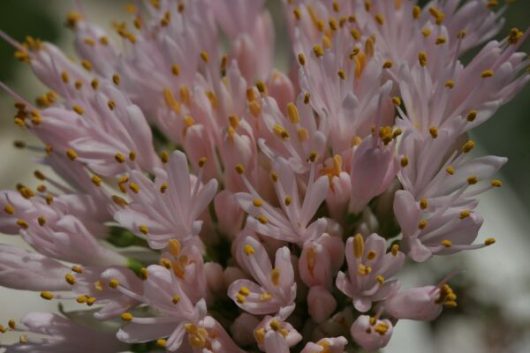 Haemanthus humilis ssp. humilis 'Giant' - Image 2