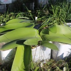 Haemanthus humilis ssp. humilis 'Giant'